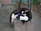 cat plakias